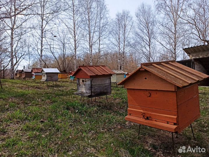 Продается пасека