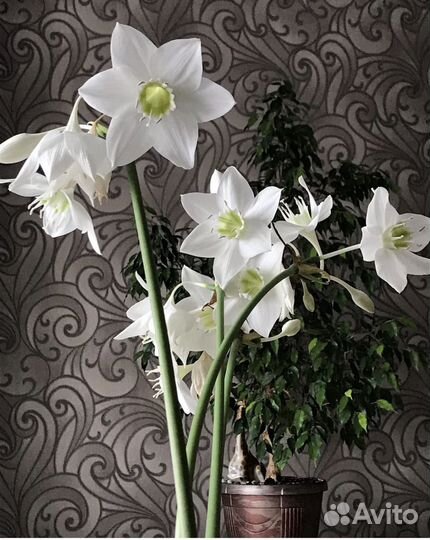 Эухарис или Амазонская лилия