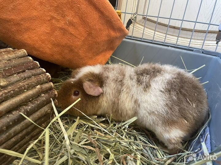 Морская свинка тедди