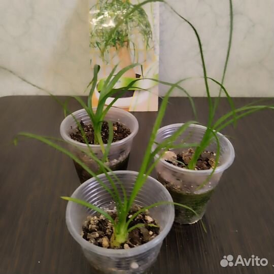 Бокарнея нолина