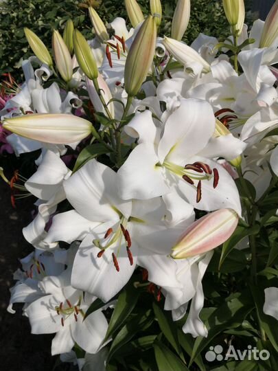 Лилии от гибриды