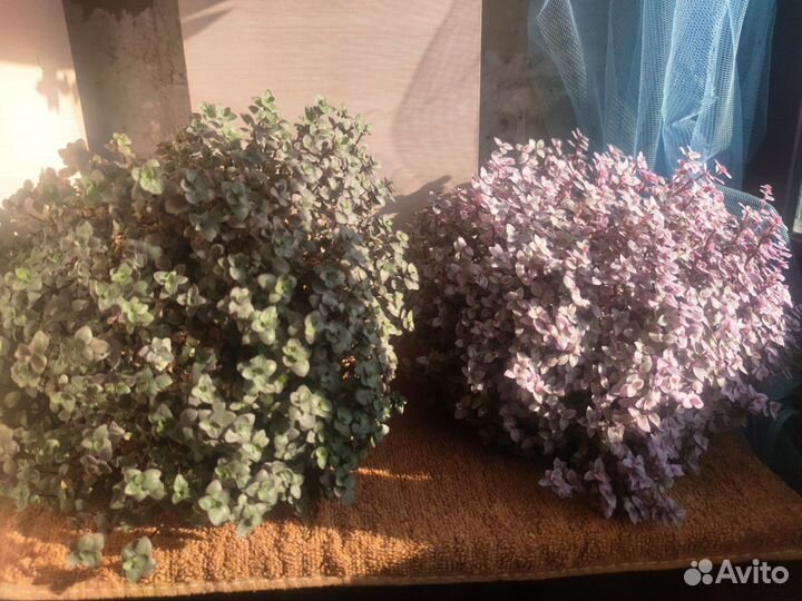 Каллизия repens и pink lady