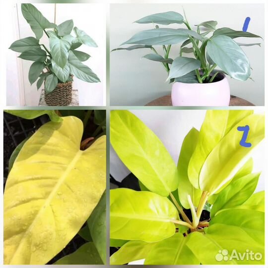 Филодендрон,алоказия