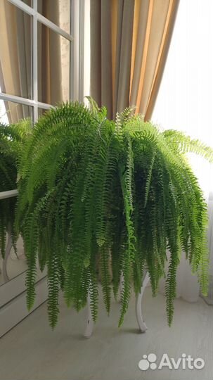 Папоротник Нефролепис
