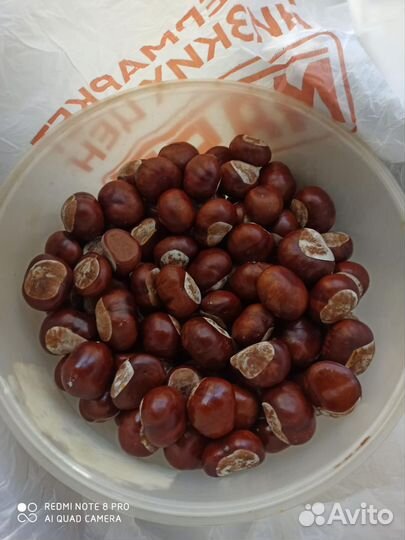 Каштан конский семена