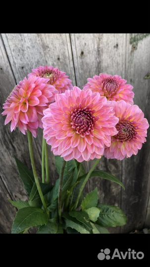 Георгины клубни