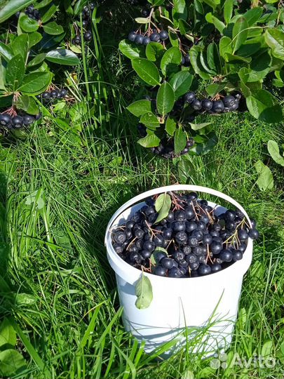 Черноплодная рябина ягоды