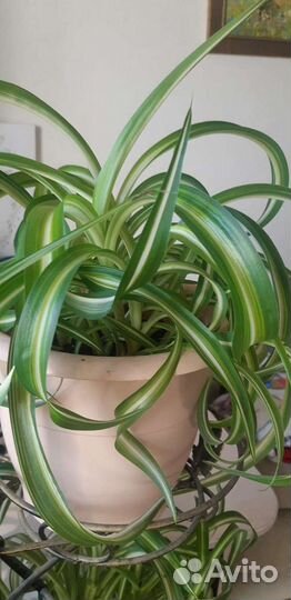 Хлорофитум кудрявый
