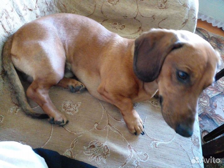 Такса кобель ищет невесту. Здоровый, возраст 1,7