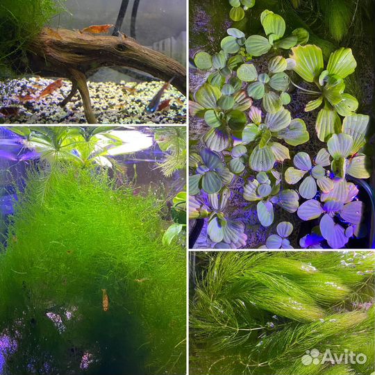 Аквариумные растения: роголистник, пистия, мох