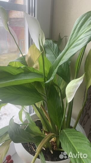 Спатифиллюм (цветы)