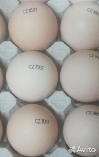 Инкубационное яйцо бройлера