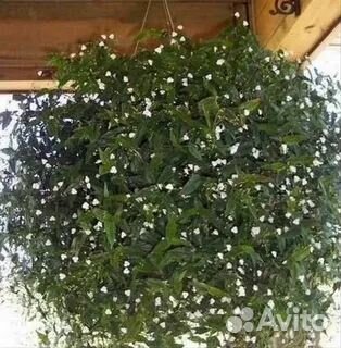 Традесканция гибазис 