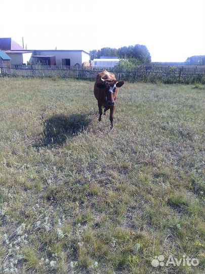 Коровы,телочка