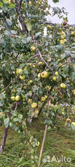 Продукты питания