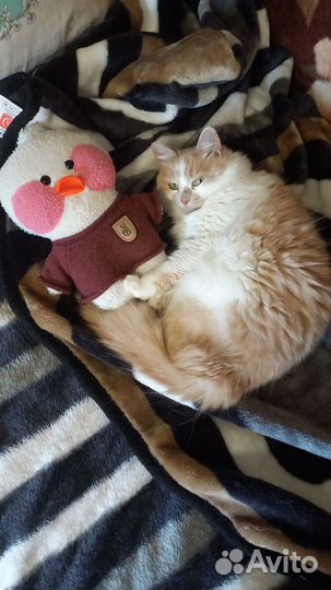 Вязка кошек бесплатно