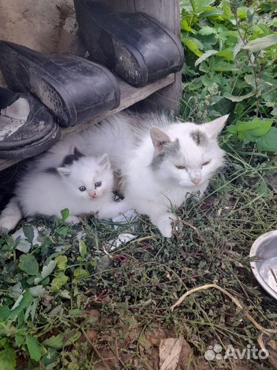 Котенок