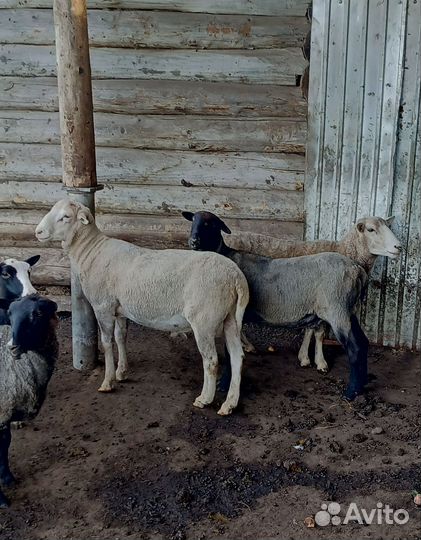 Продаю овцы и бараны