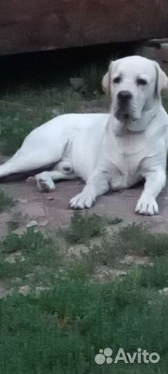 Мальчик для вязки ищет подружку 1.5