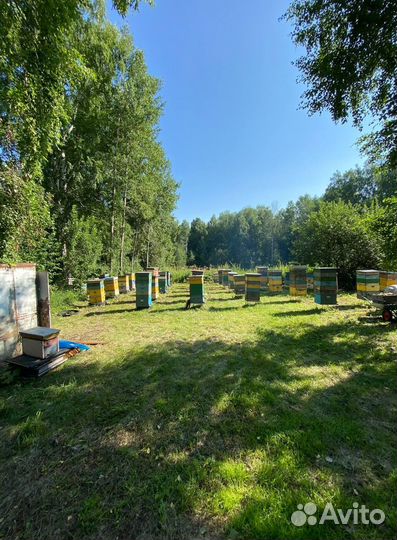 Мед Алтайское разнотравье оптом 2023