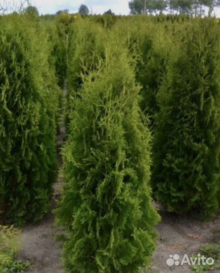 Туя западная Колумна 1.6-1.8 - 2900