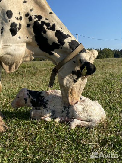 Продается Семейная Ферма Усадьба Имение