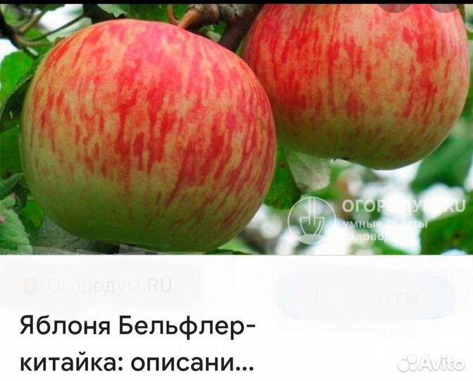 Саженцы яблони