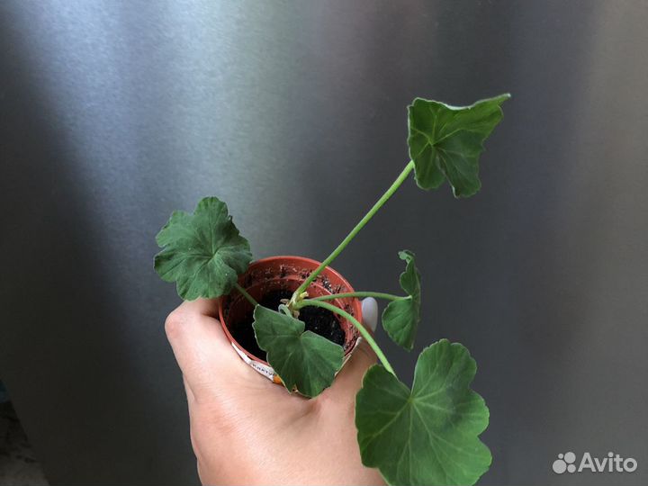 Пеларгония герань Red rosebud