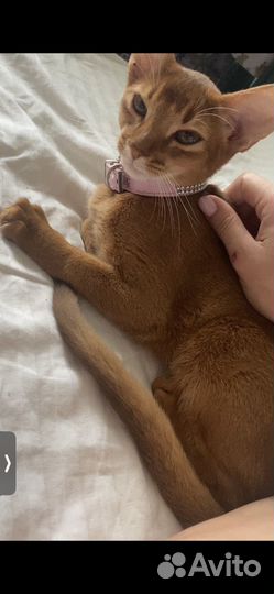 Абиссинская кошка