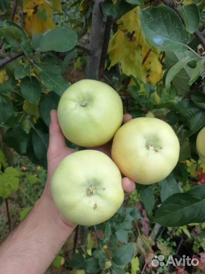 Саженцы яблонь