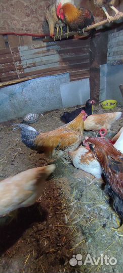 Молодые петухи