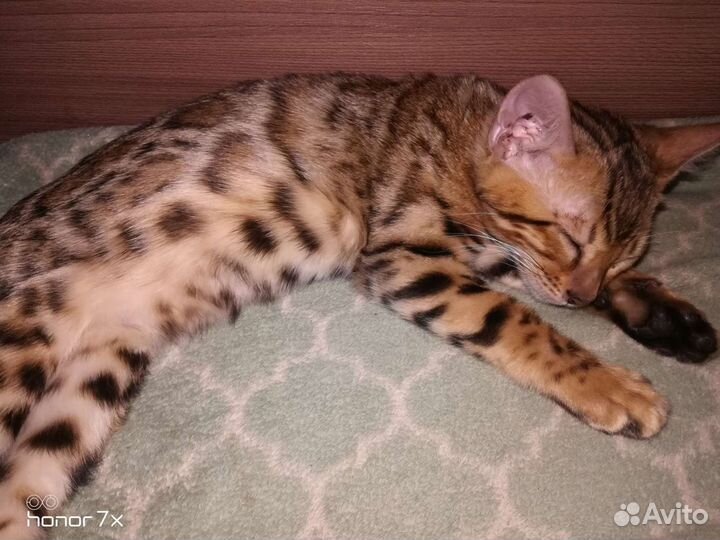 Бенгальская