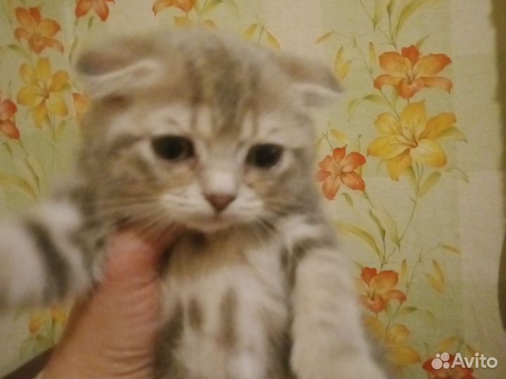 Кошки Британец вислоухий