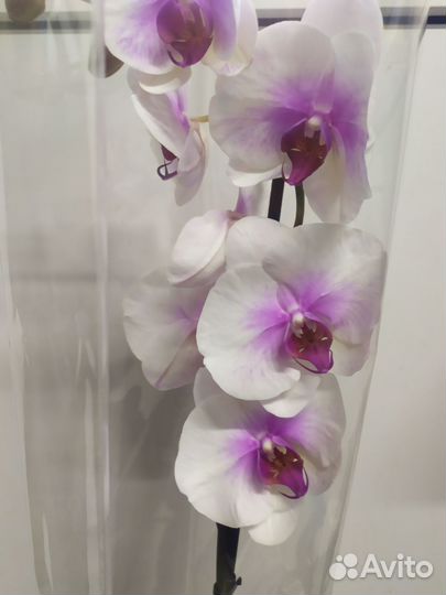Орхидея фаленопсис