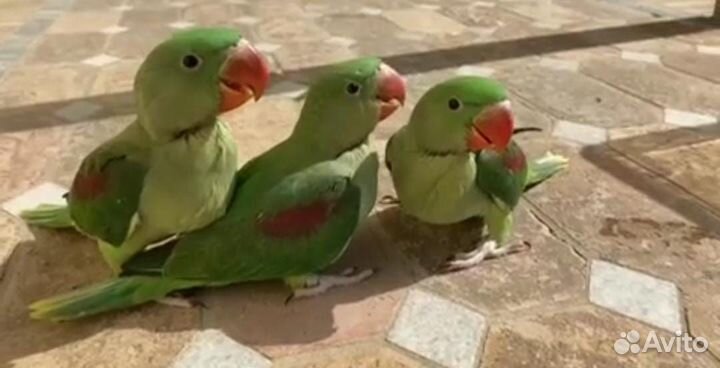 Попугай александрийский (птенцы)выкармыши и другии