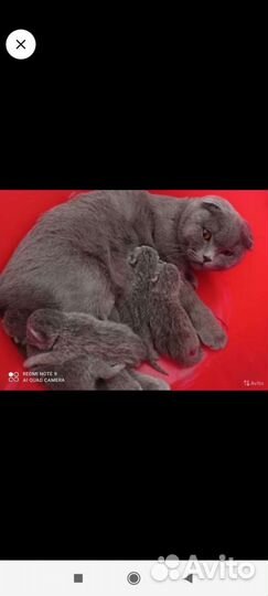 Котята шотландские вислоухие