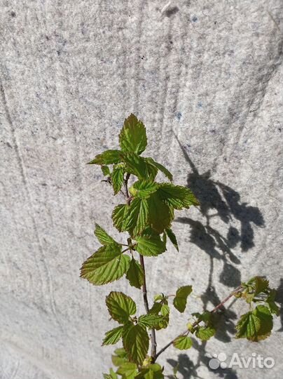 Клен Гиннала Саженцы