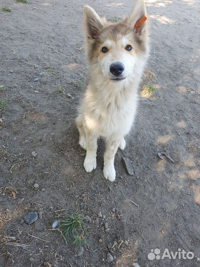 Щенок мальчик