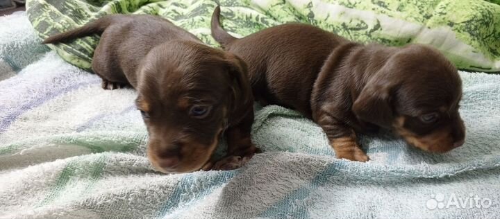 Кроличья такса