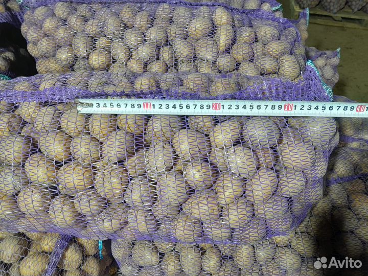 Картофель семенной (Гала,Коломбо,Ред Леди)