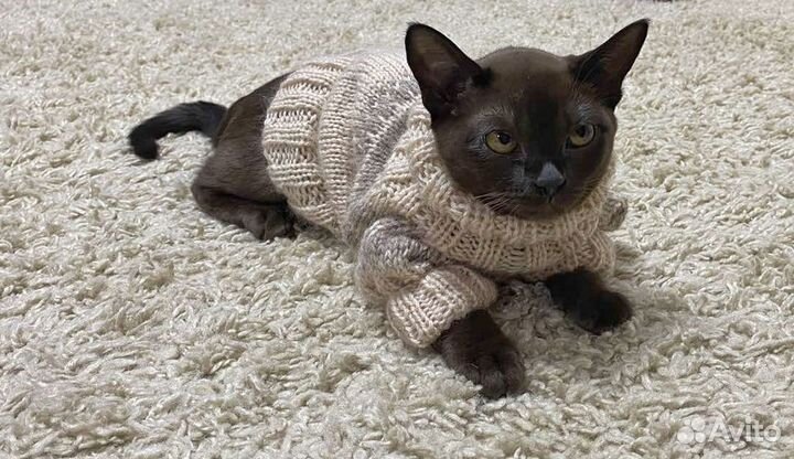 Свитер для кошечки/маленькой собачки