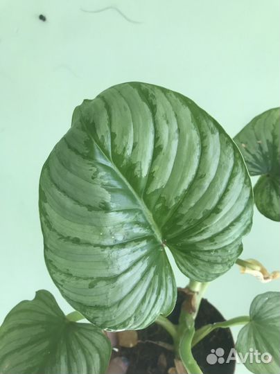 Филодендрон Мамей