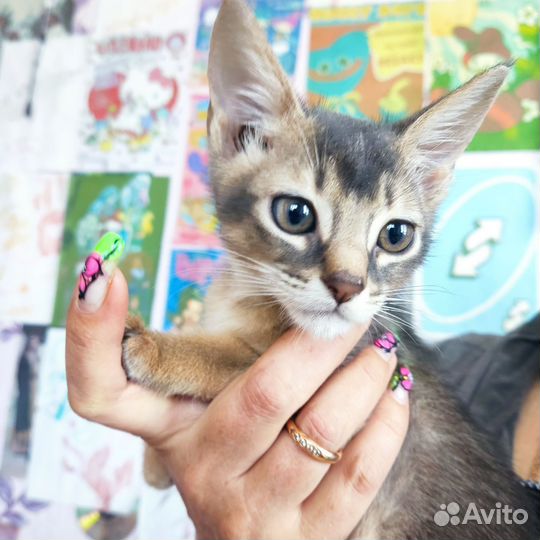 Абиссинские котята
