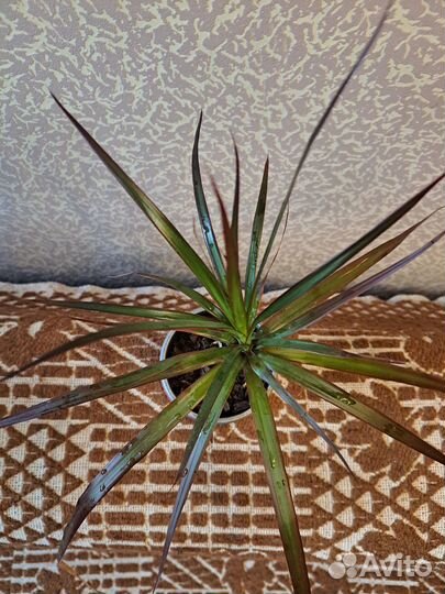 Драцена маргината