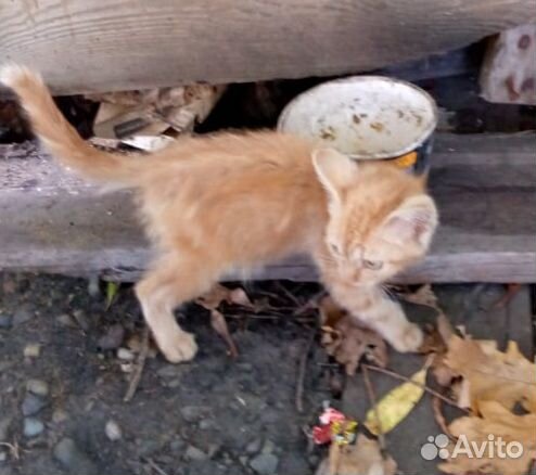 Котенок рыжий