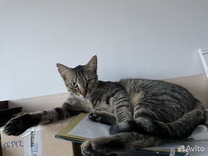 Котик в добрые руки