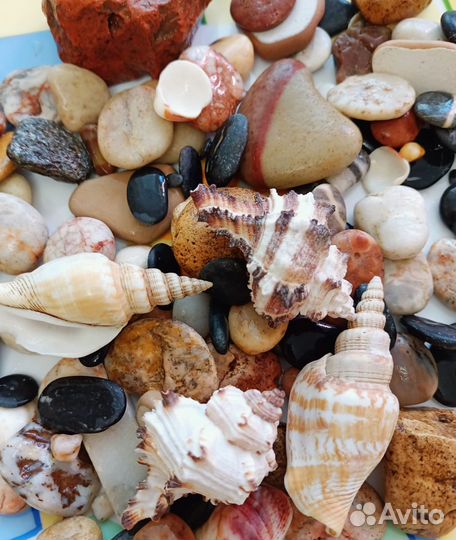 Ракушки разные
