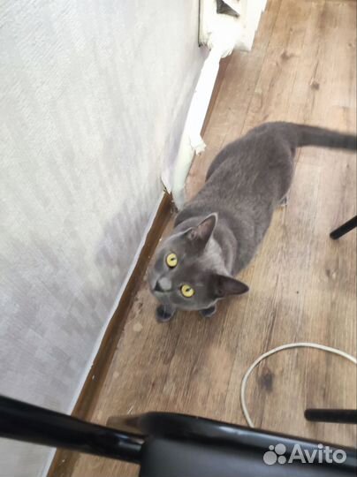 Британский кот