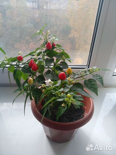 Перец кустарниковый комнатный