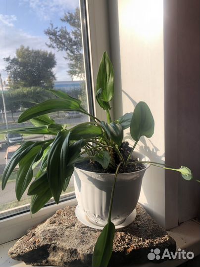 Комнатные растения